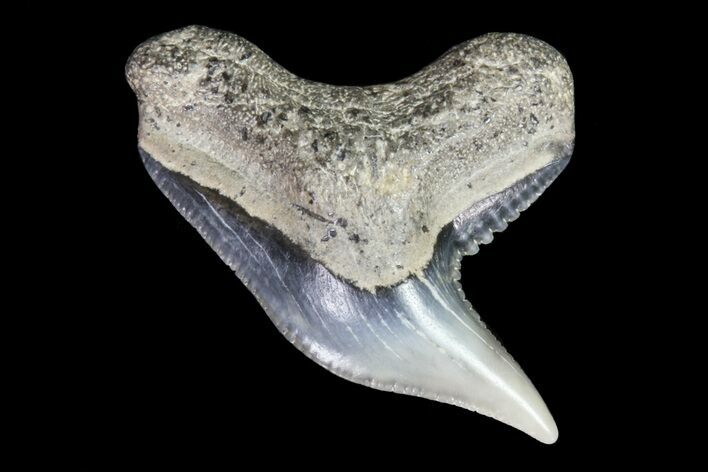 Colorful Fossil Tiger Shark (Galeocerdo) Tooth - Virginia #71141